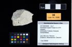Foto (Objekt + Etikett) von Munitheites kuepperi (Fraaije et al., 2019)  (NHMW-GEO-2017-0093-0008)